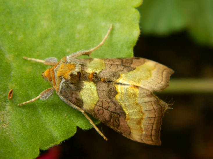 Bruco e falena: Diachrysia chrysitis